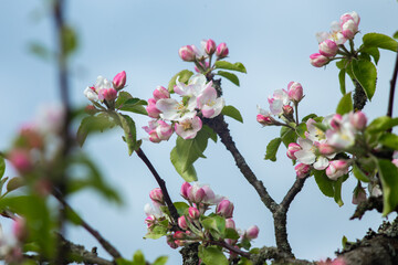 Fototapeta na wymiar Pink flowers on a branch of a blossoming apple tree.