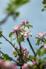 Pink flowers on a branch of a blossoming apple tree.