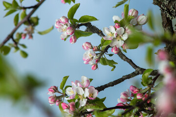 Fototapeta na wymiar Pink flowers on a branch of a blossoming apple tree.