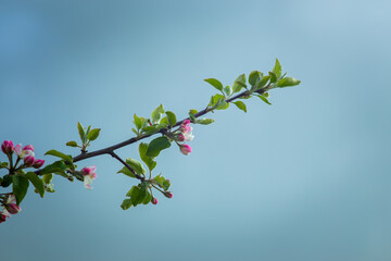 Pink flowers on a branch of a blossoming apple tree.