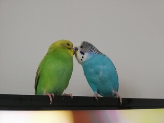 blue and green birds