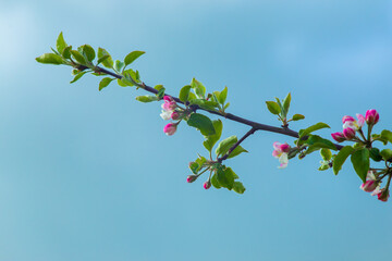 Pink flowers on a branch of a blossoming apple tree.
