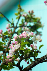 Pink flowers on a branch of a blossoming apple tree.