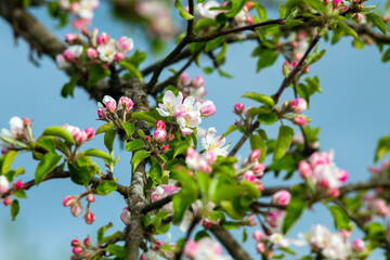 Pink flowers on a branch of a blossoming apple tree.