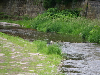 ducks chilling in a river
