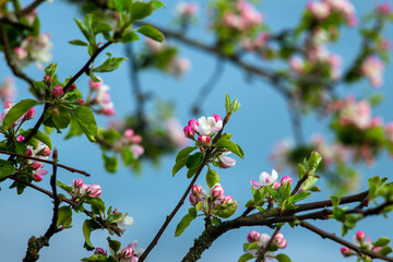 Pink flowers on a branch of a blossoming apple tree.