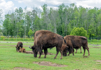 North American Bison also known as buffalo in Hamilton Safari, Ontario, Canada

