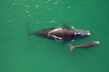 Naklejka premium Overhead aerial view of a Southern Right Whale mom and her newborn calf off the coast of South Africa. 