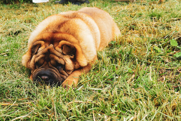 Sharpei dog rest in the park on the grass
