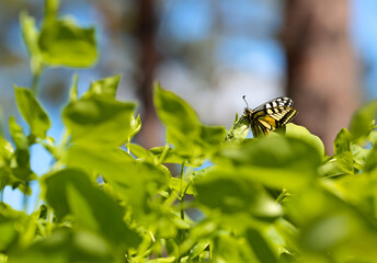Swallowtail butterfly on a branch of a cultured plant