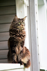 A beautiful Maine Coon cat lies on a wooden railing. Horizontal. Vertical.