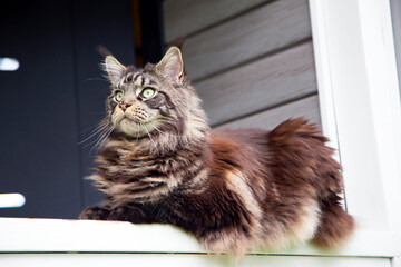 A beautiful Maine Coon cat lies on a wooden railing. Horizontal. Vertical.