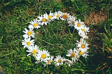 Circle of daisies in the sun rays.