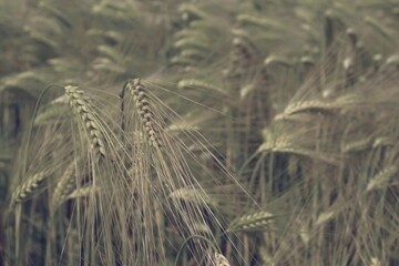 Ripening golden wheat ready to be harvested..