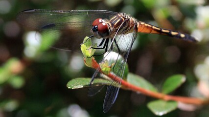 Dragonflies in the backyard