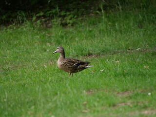 duck in the park