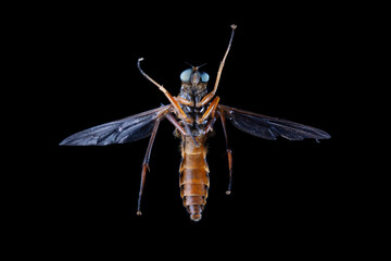 robber fly