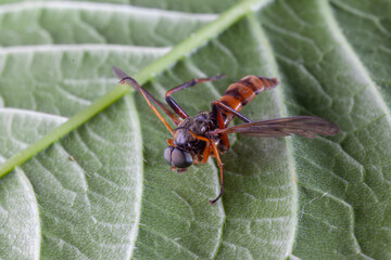 robber fly