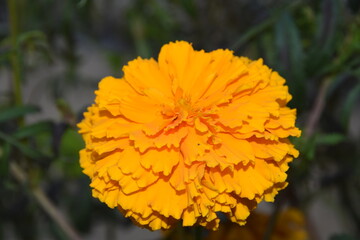Beautiful marigold flower view in the morning