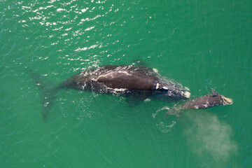 Naklejka premium Overhead aerial view of a Southern Right Whale mom and her newborn calf off the coast of South Africa. 