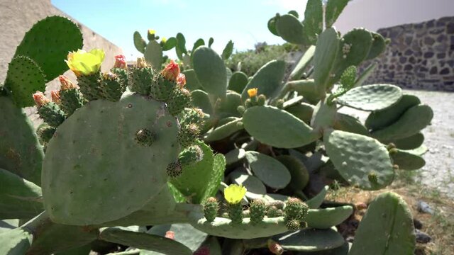 Succulent cactus plant with yellow flower in Santorini. Cactus nopal flowers