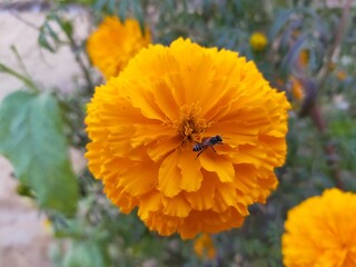 A bee sitting on a marigold