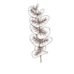 Vintage style eucaliptus branch 300 dpi digital art