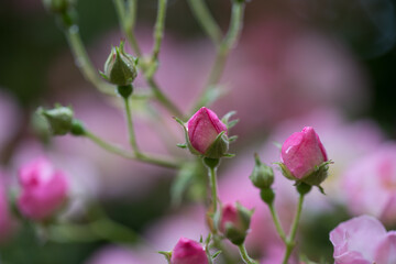 Fototapeta premium Petites roses de rosier d'antan. 