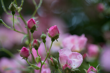 Fototapeta na wymiar Petites roses de rosier d'antan. 