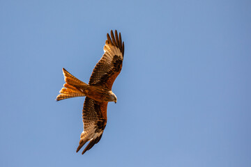 Bird of prey, Kite hunting for pray in the day in the united kingdom