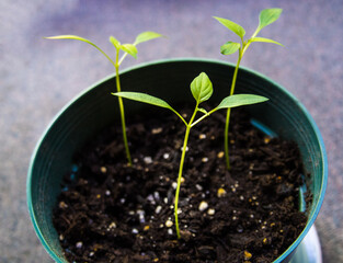 young developing japaleno plants in a pot