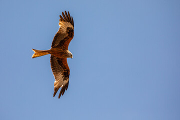 Fototapeta na wymiar Bird of prey, Kite hunting for pray in the day in the united kingdom