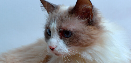 Allergic skin diseases in domestic cats. cat's wound from dermatitis. Skin diseases in cats. Cat...