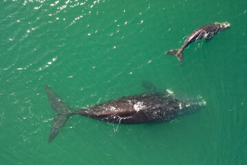 Overhead aerial view of a Southern Right Whale mom and her newborn calf off the coast of South Africa. 