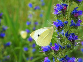 White butterflies on purple wild flowers in Hungarian rural area