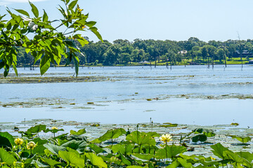 Water lillies float on a lake on a sunny summer day.