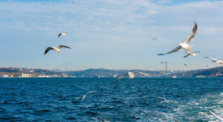 Fototapeta na wymiar Istanbul Bosphorus with flying seagulls.