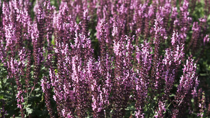 Obraz premium purple flowers in the garden, floral background