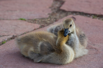 Two goslings cuddle while sitting on brick red flagstones