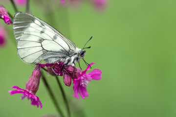 close-up of white butterfly on pink flower on green background in sunny summer day