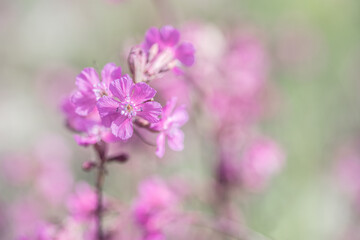Obraz premium close-up of a pale pink wild flower on a beige-green background