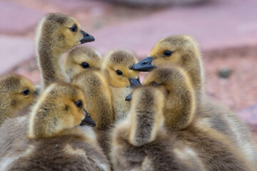 Goslings gather close together