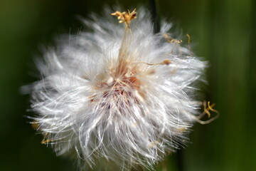 Fluffige Samen an einer verwelkten Blume