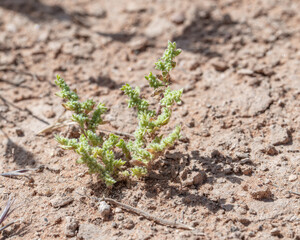 Hairy rupturewort (Herniaria hirsuta var. hirsuta) is a recently introduced non-native invasive weed spreading across North America