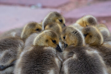 Goslings huddle in a group to stay warm