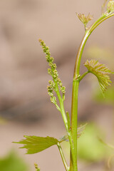 Small bunches of grapes on grape plant