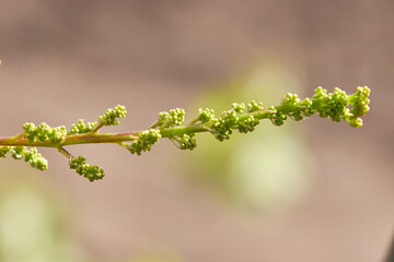 Small bunches of grapes on grape plant