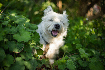 Westie dog in the forest