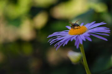 
bee sitting on a blue daisy