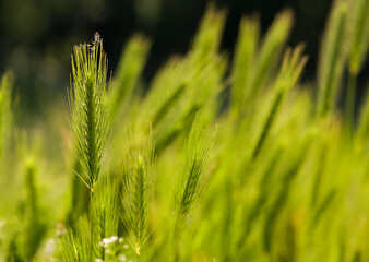 green spikelets in a field under the sun